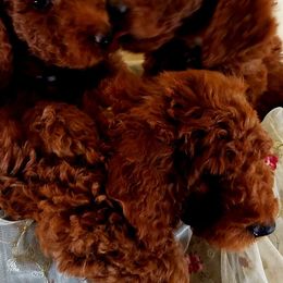 Cavapoos, Goldendoodles, and Poodles from Rosie Doodle Dandies