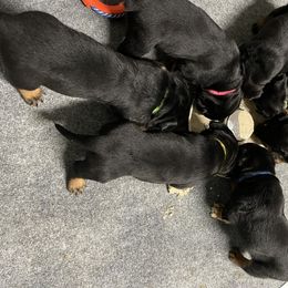Rottweiler Puppies from Nicci Cooper's Rottweilers