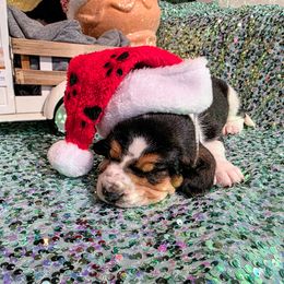 Samuel - Black brown and white male Basset Hound puppy in Big Rapids, Michigan from Basket Hound Bassets
