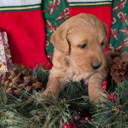 Amy - Dark golden female Golden Retriever puppy in Parker, Colorado from Legacy Ranch Golden Retrievers