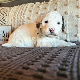 Remie - Parti male Poodle puppy in Casa Grande, Arizona from Arizona's Once Upon A Boston and Poodle ❤️