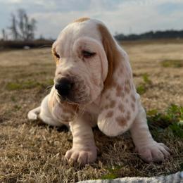 Red collar - Lemon and white male Basset Hound puppy in Douglas, Georgia from Huffer Hounds and Havanese
