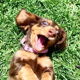 Dachshund Puppies from Dream Dachshunds