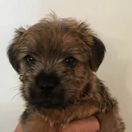 Norfolk Terriers from Choptank Norfolk Terriers
