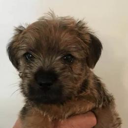 Norfolk Terriers from Choptank Norfolk Terriers