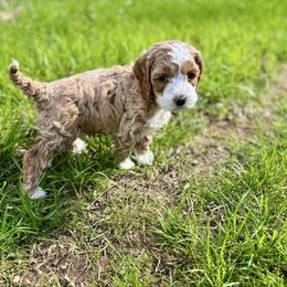 Logano (Teddy) - Buff and white male Cockapoo puppy in Marietta, South Carolina from River Falls Cockapoos