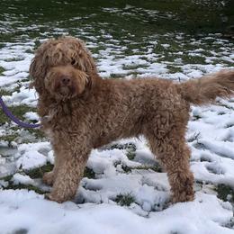Spencer - Goldendoodle