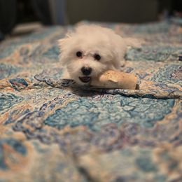 Galaxy - White and apricot female Bichon Frise puppy in Altmar, New York from Abbott Animals