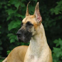 Cricket - Great Dane