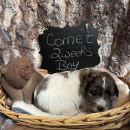 Comet - Merle male Saint Berdoodle puppy in Traverse City, Michigan from Bare Paws Saint Berdoodles