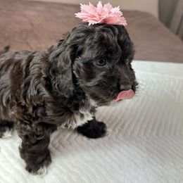 Girl 1 - Cockapoo puppy in Queens, New York from The 2 Musketeers_Cockapoos