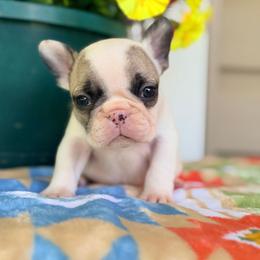 Salem - Fawn and white female French Bulldog puppy in Washington, Pennsylvania from Crooked Pine French Bulldogs