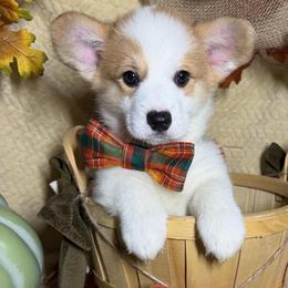 Bolt - White and fawn male Pembroke Welsh Corgi puppy in Millersville, Maryland from Pembroke’s by the bay