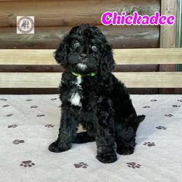 Chickadee - Black female Bernedoodle puppy in Banner Elk, North Carolina from Walnut Tree Bernedoodles