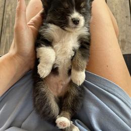 Australian Cattle Dog, Australian Shepherd, Companion Cross, and Miniature Australian Shepherd Puppies from MK Aussies