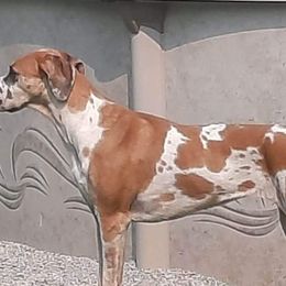 Great Danes from Dusty Dream Danes