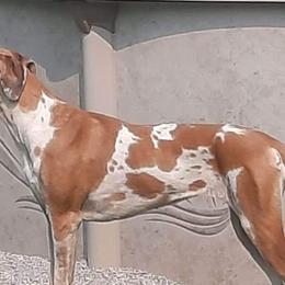 Great Danes from Dusty Dream Danes