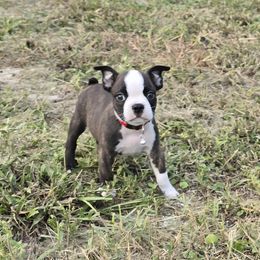 Mars the Magnificent - Brindle and white male Boston Terrier puppy in Brooksville, Florida from Delamorés Pups