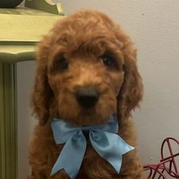 Boy 3 - Red  Poodle puppy in Columbus, Ohio from VanPoodles