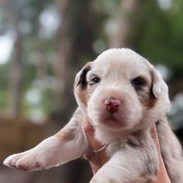 Hazel - Red merle female Australian Shepherd puppy in Orlando, Florida from Skaky Shepherds