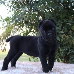 Neon green girl - Black female Cane Corso puppy in Caliente, California from Rafter Cross 7