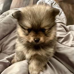 Girl 1 - Orange sable female Pomeranian puppy in Minooka, Illinois from Sheree’s Pomeranians
