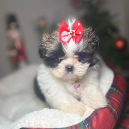 Hazel - Tricolor female Shih Tzu puppy in Phoenix, Arizona from Spoiled Shih Tzu