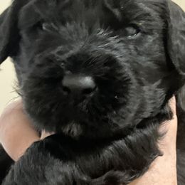 Whoodle Puppies from RockyRiverPups
