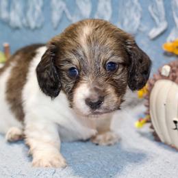 Oscar - Piebald male Dachshund puppy in Bellville, Ohio from JK Mini Doxies