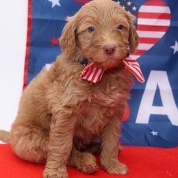 Glory - Brown female Bernedoodle puppy in Westminster, South Carolina from Goldendoodlepuppiessc
