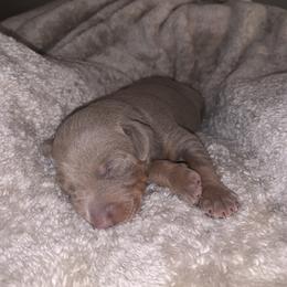 Doberman Pinscher Puppies from Ranchers Companion Doberman Kennel