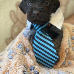 Wirehaired Pointing Griffon Puppies from Harmony Hills Griffons