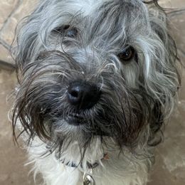 Havanese from Herds Of Havanese