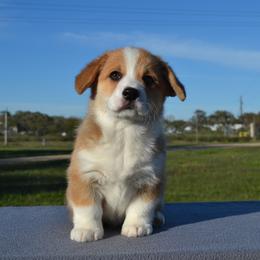 Aspen - Red female Pembroke Welsh Corgi puppy in Edna, Texas from MG Corgis
