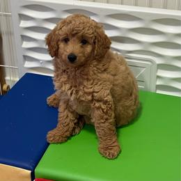 Blue Collar boy - Apricot male Goldendoodle puppy in Charlestown, Indiana from Mini Goldendoodle Paws 🐾