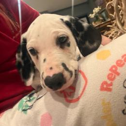 Bluebell - White and black male Dalmatian puppy in Austin, Texas from Dazzling Dalz