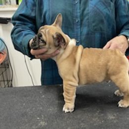 French Bulldogs from La Fee Verte