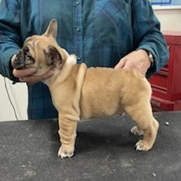 French Bulldogs from La Fee Verte