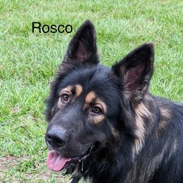 Working Dog Cross All Grown Up from Lone Star King Shepherds