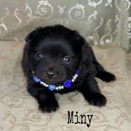 Miny - Black male Pomeranian puppy in Lexington, Oklahoma from BooneDox Miniature Dachshunds