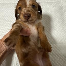 Birdie - Dapple female Dachshund puppy in Whitesboro, Texas from Joanie's Tickled Pink Puppies
