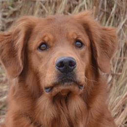 Boston Terriers, French Bulldogs, Golden Retrievers, Labrador Retrievers, and Pembroke Welsh Corgis from Trigger Time Kennels