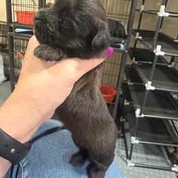 Oliver - Chocolate male Morkie puppy in Winston Salem, North Carolina from Patty’s Paws