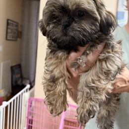 Boy 3 - Brindle male Shih Tzu puppy in Milford, Delaware from Spunky Shih-Tzus Delaware (Spunky Shih-Tzus)