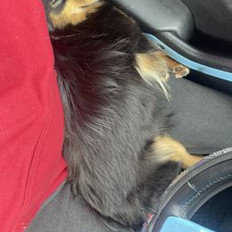 German Shepherd, Toy Australian Shepherd, and Yorkshire Terrier Puppies from CountryHart Kennels