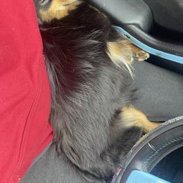 German Shepherd, Toy Australian Shepherd, and Yorkshire Terrier Puppies from CountryHart Kennels