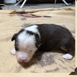 Girl 1 Aussie - Red tri female Miniature Australian Shepherd puppy in Pensacola, Florida from TNT MINI AUSSIES