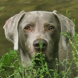 Ash - Weimaraner