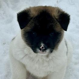 Male - Red male Akita puppy in Coalport, Pennsylvania from After Midnight Akitas