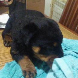 Rottweiler Puppies from Gregory Mulkey's Rottweilers